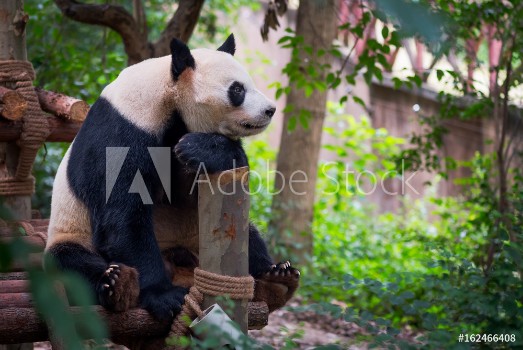 Picture of Giant panda sitting on wood and looking far ahead